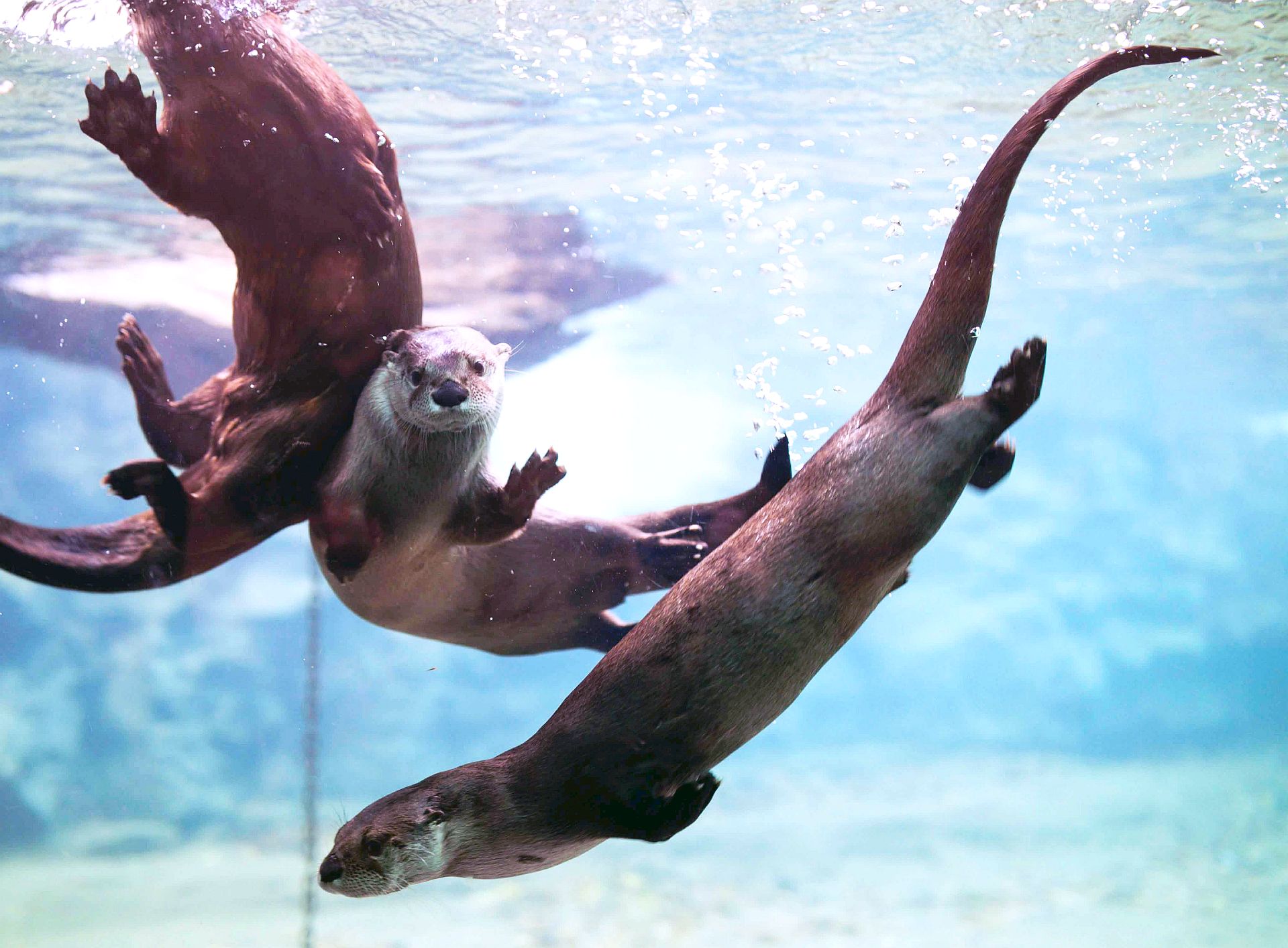 3 Otters in Pool 2020 small.jpg
