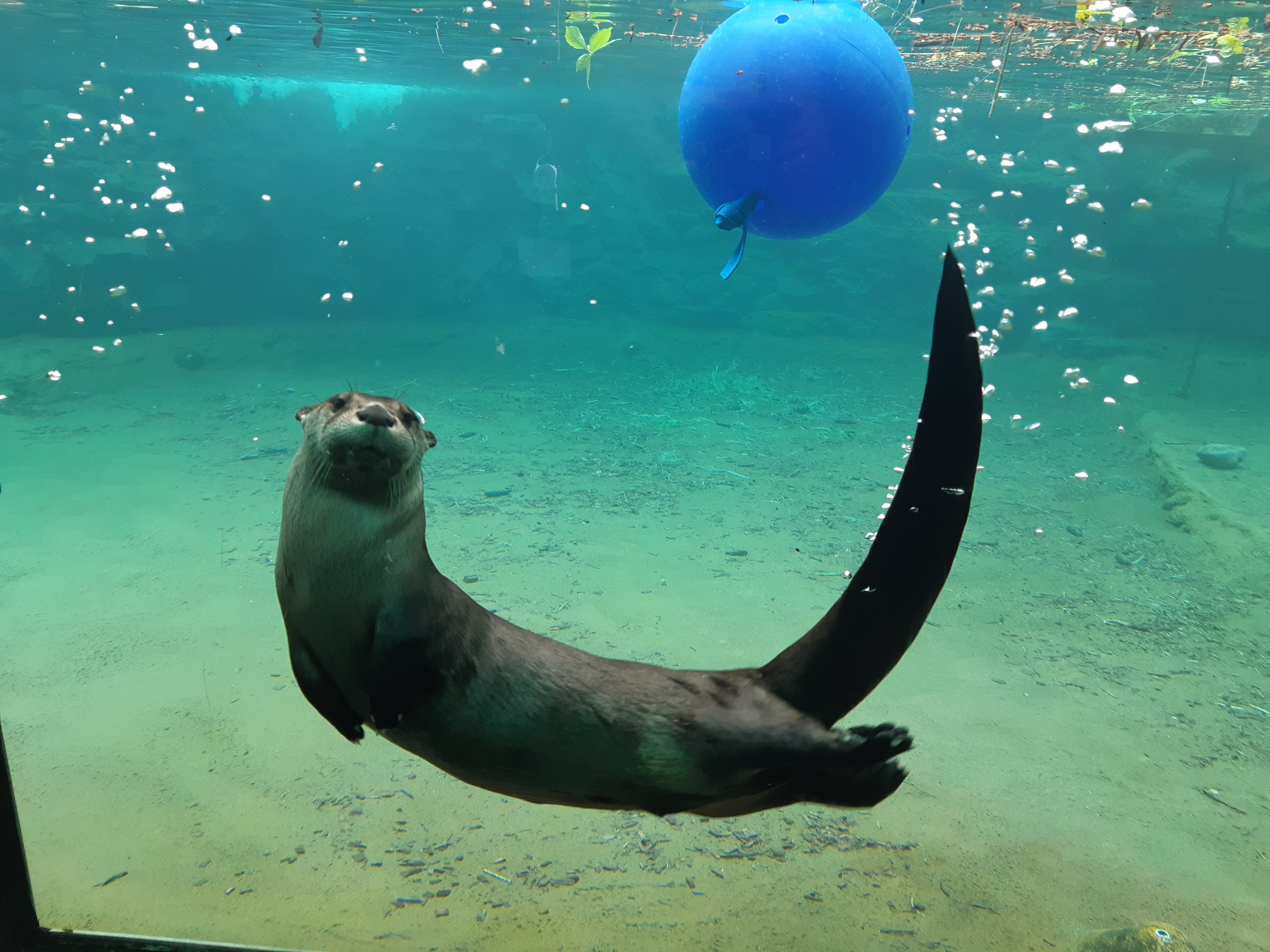 an otter swimming underwater beside a floating balloon
